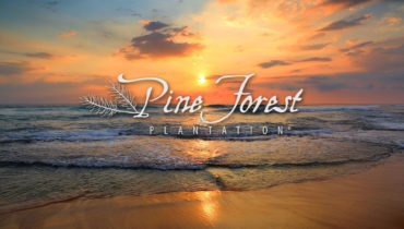 Pine Forest Plantation