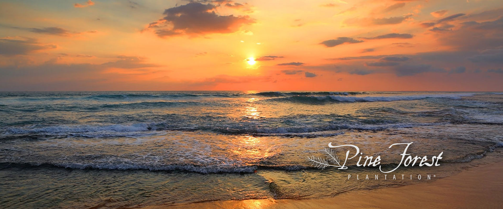 Pine Forest Plantation